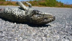 Polícia prende membro do Lizard Squad