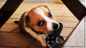 Os cães que foram destaques nos jogos de 2015