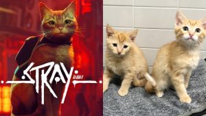 Gatinho consciente! Stray está ajudando a salvar a vida de vários bichanos