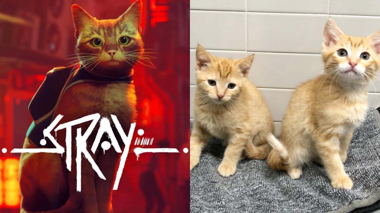 Conheça o gatinho real que inspirou a criação de Stray - SBT
