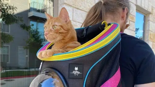É pai ou mãe de pet? Annapurna lança mochila de gatos inspirada em Stray