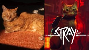 Iti malia! Conheça Murtaugh, gato que inspirou o protagonista de Stray