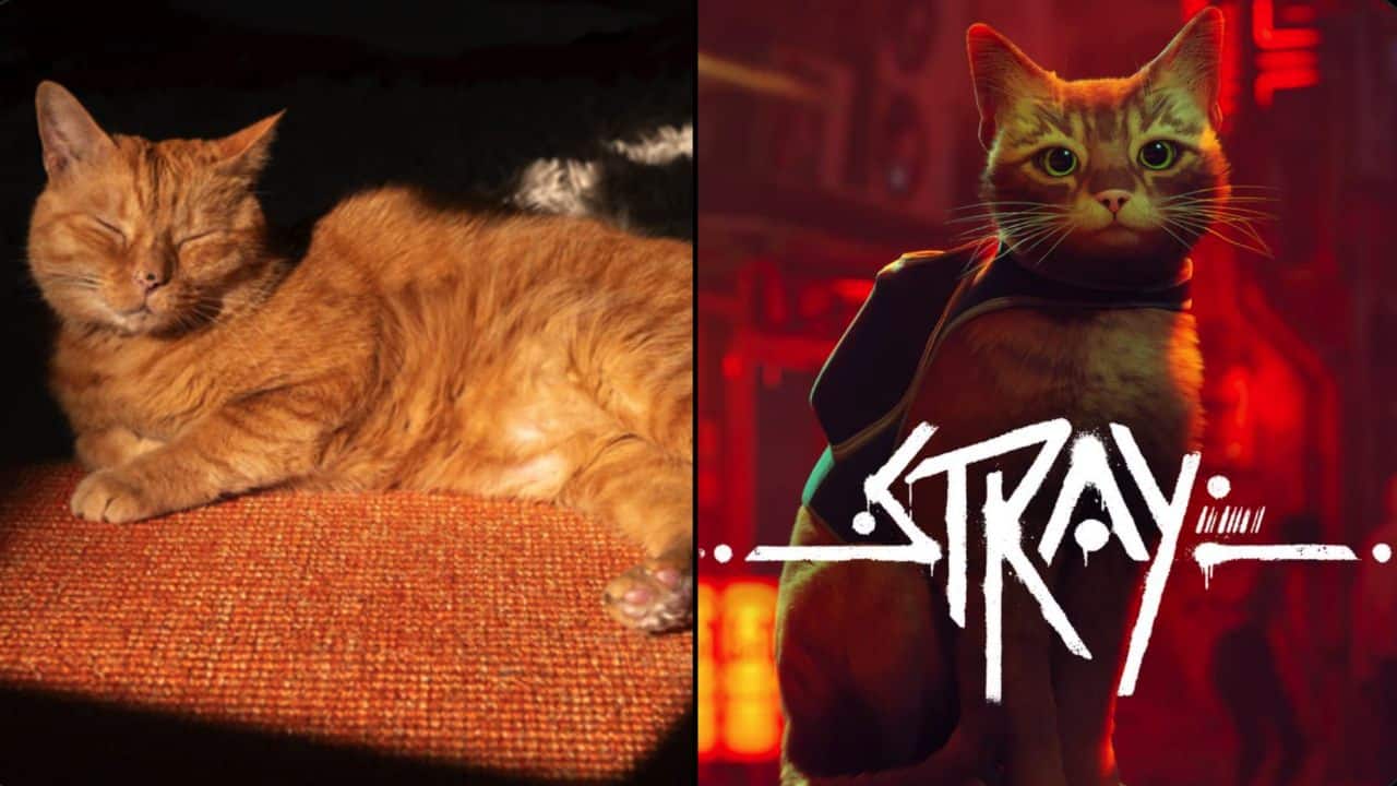 Stray: Ter gato fofo como protagonista esconde mediocridade do