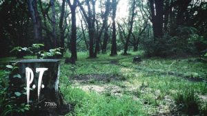 P.T. comemora 8 anos e movimenta as redes sociais após mensagem de Kojima