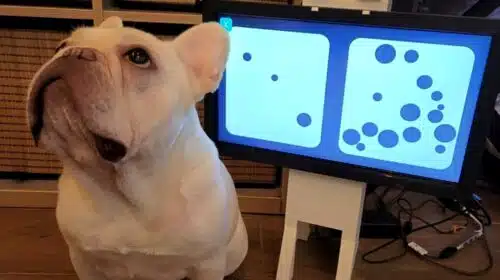 Bom pra cachorro? Empresa quer lançar videogame para cães