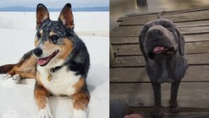 Cãozinho Einstein, o Cain de Red Dead Redemption 2, faleceu
